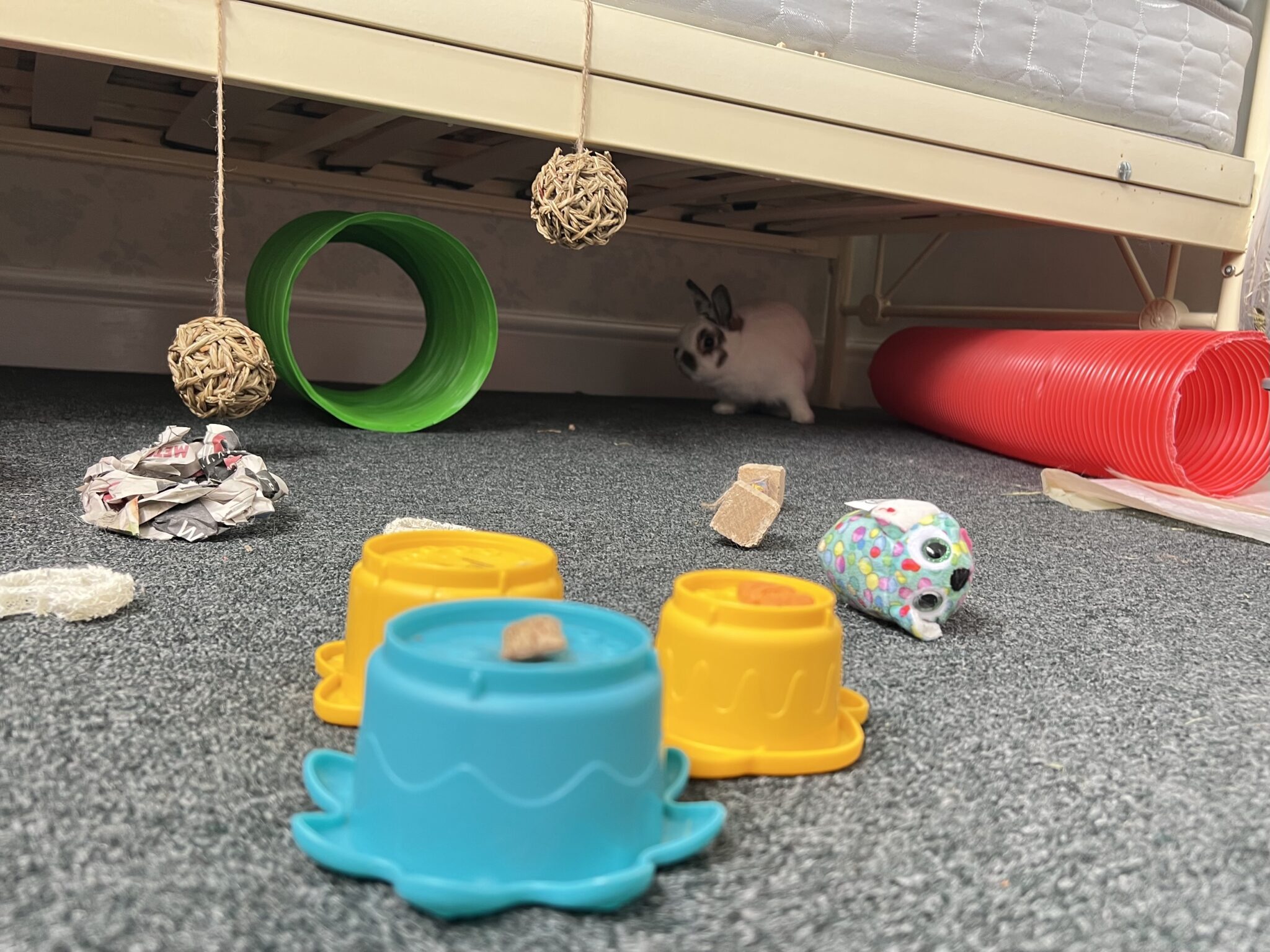 Rabbit Enrichment and Behaviour SuPaw Nanny